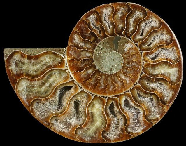 Agatized Ammonite Fossil (Half) #68812